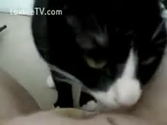 Kitty licks his owner s cookie